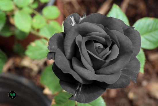 is black rose a real flower