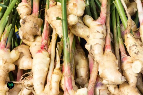 is ginger easy to grow