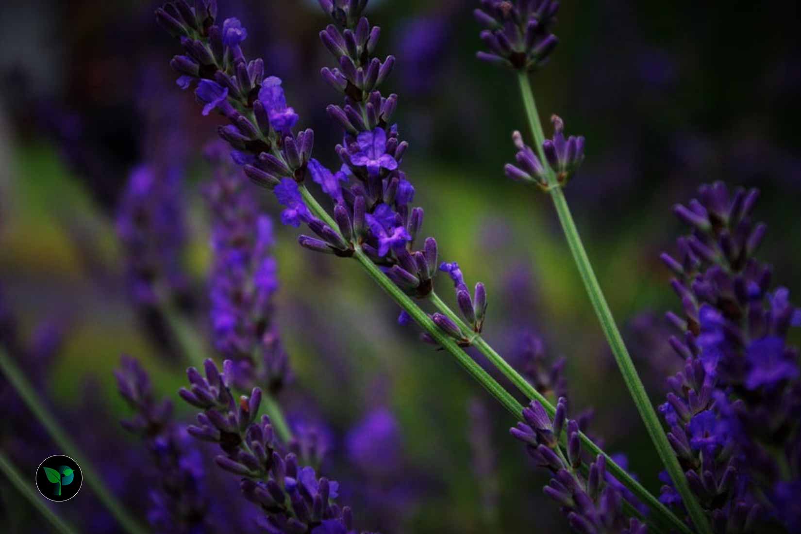 is lavender a flower or herb