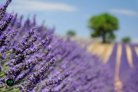 is lavender a flower or herb