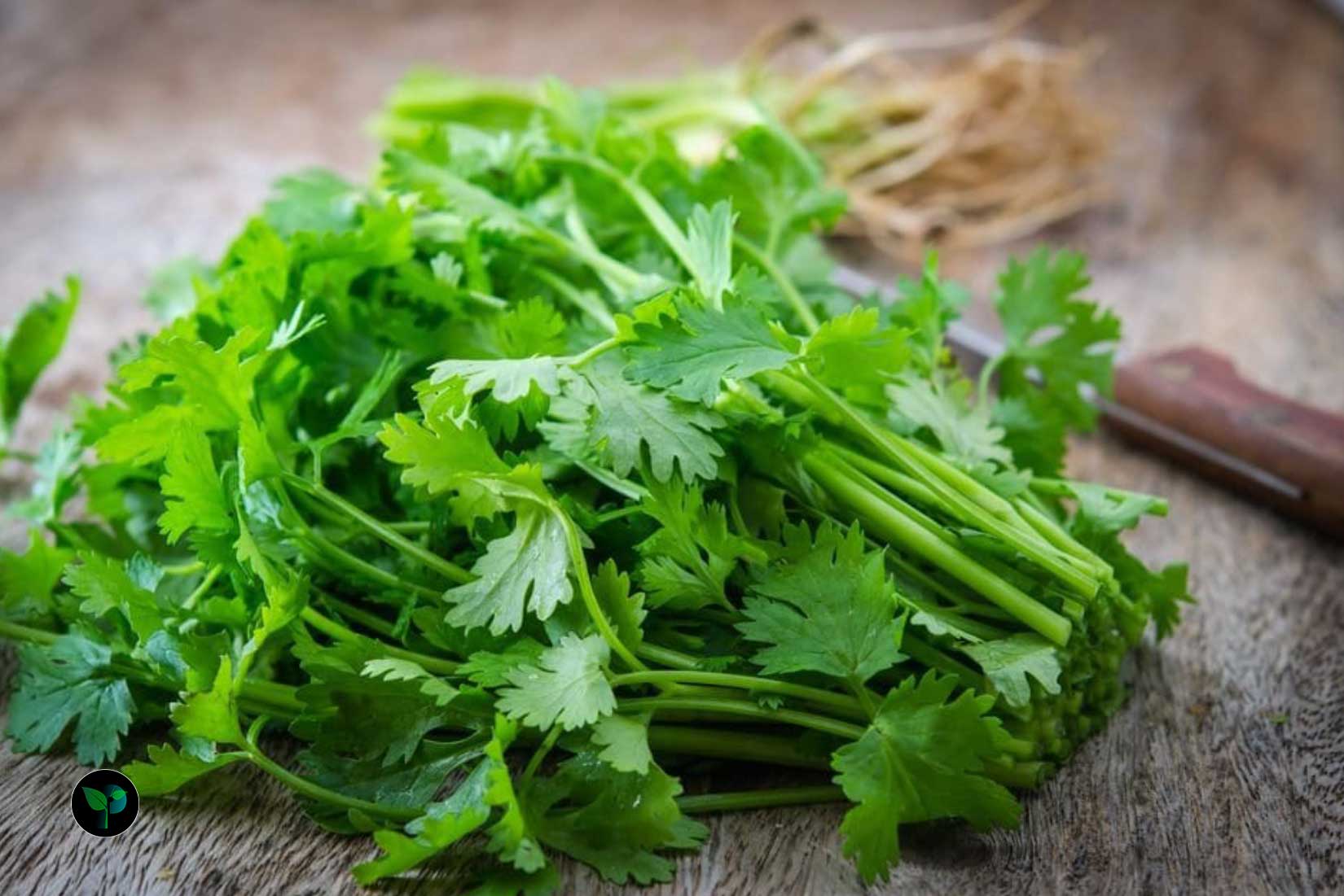 is-parsley-a-fruit-or-vegetable