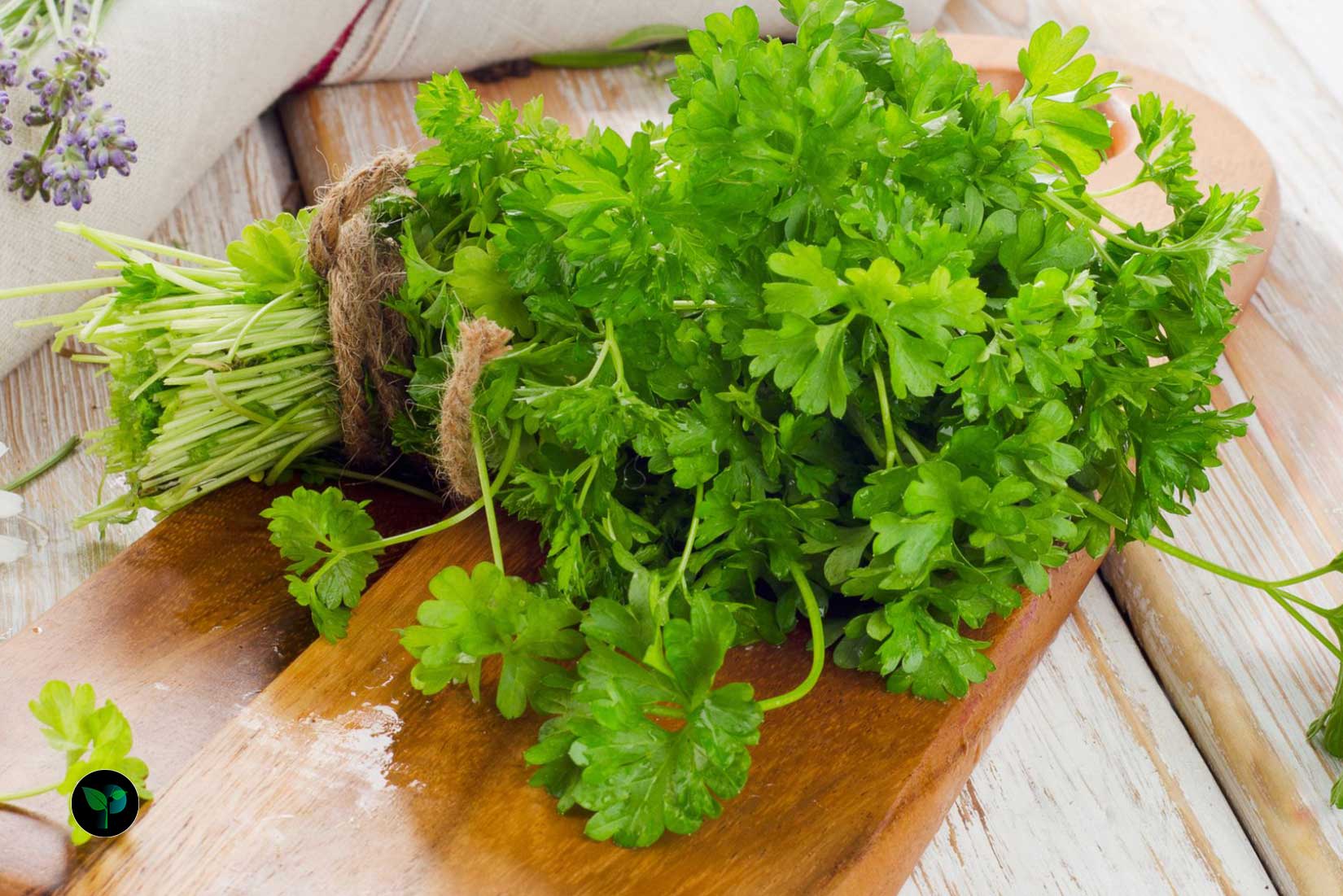 is parsley a fruit or vegetable