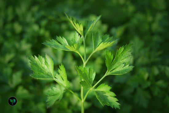 what are the 3 types of parsley