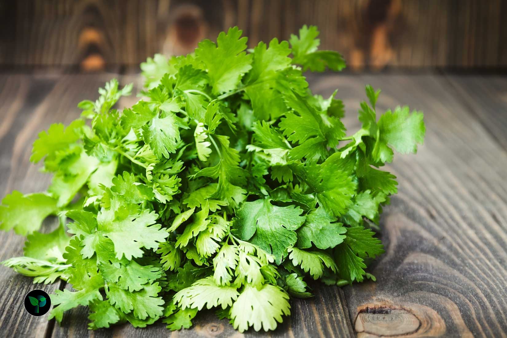 what are the 3 types of parsley