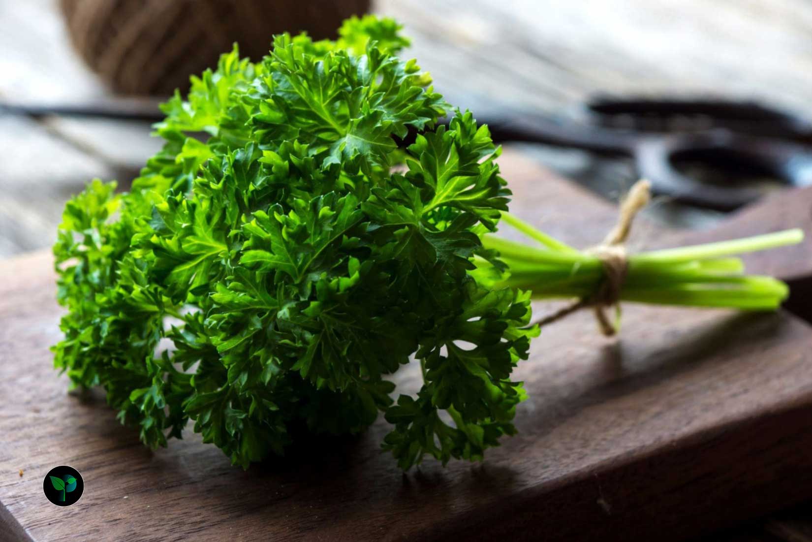 what country does parsley come from