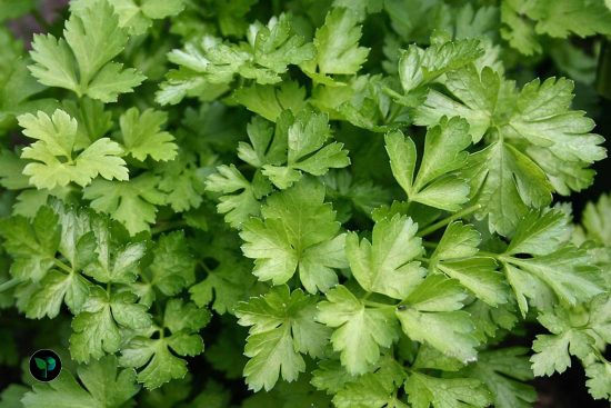 which country produces the most parsley