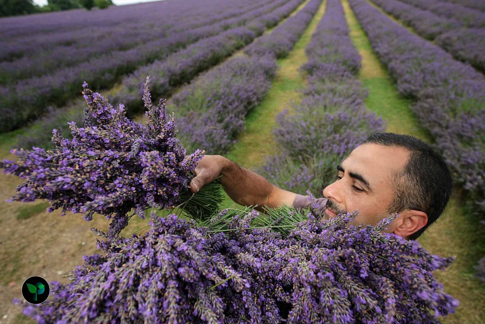 which country uses lavender the most