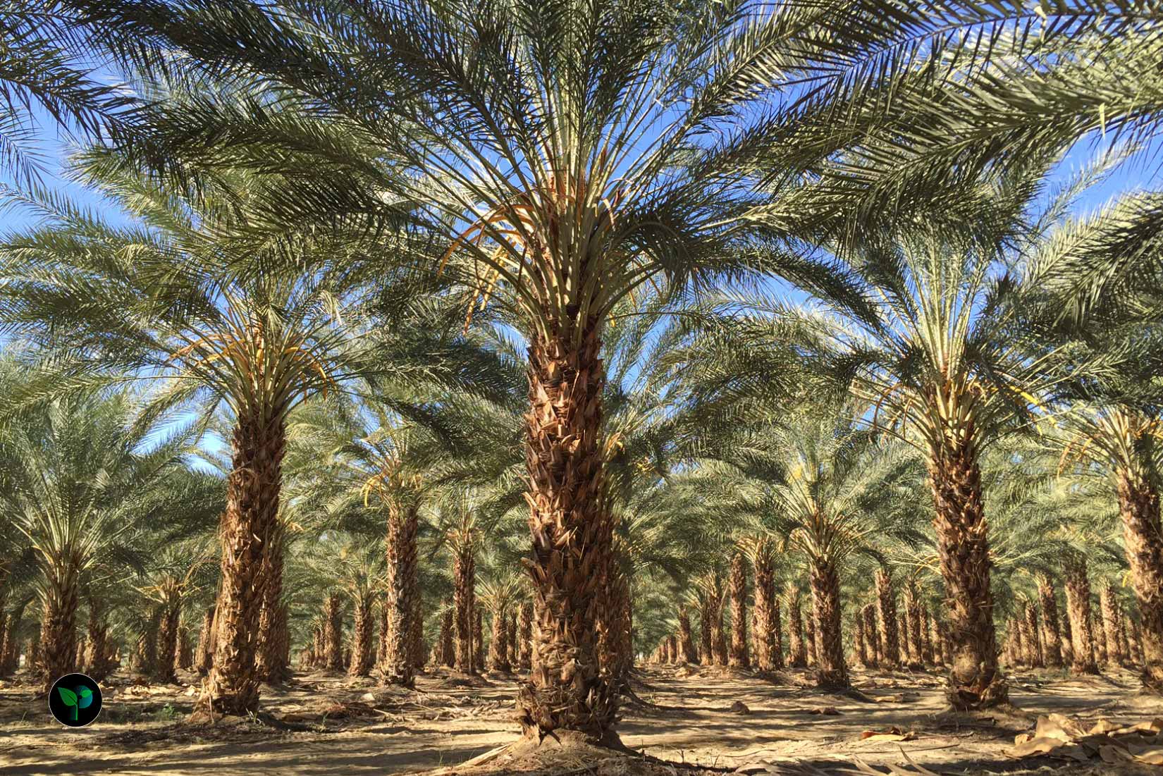 what is the easiest palm to grow