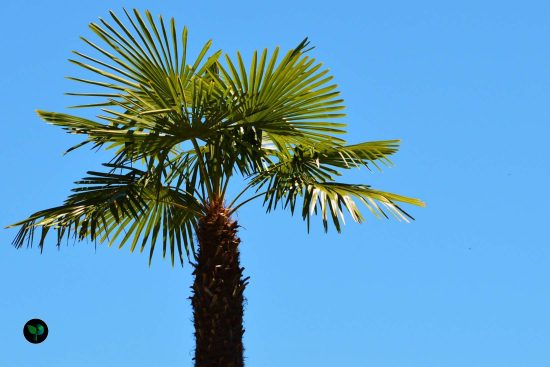 what is the easiest palm to grow