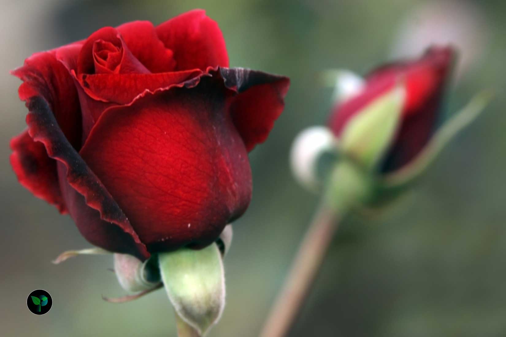 what is the most expensive rose