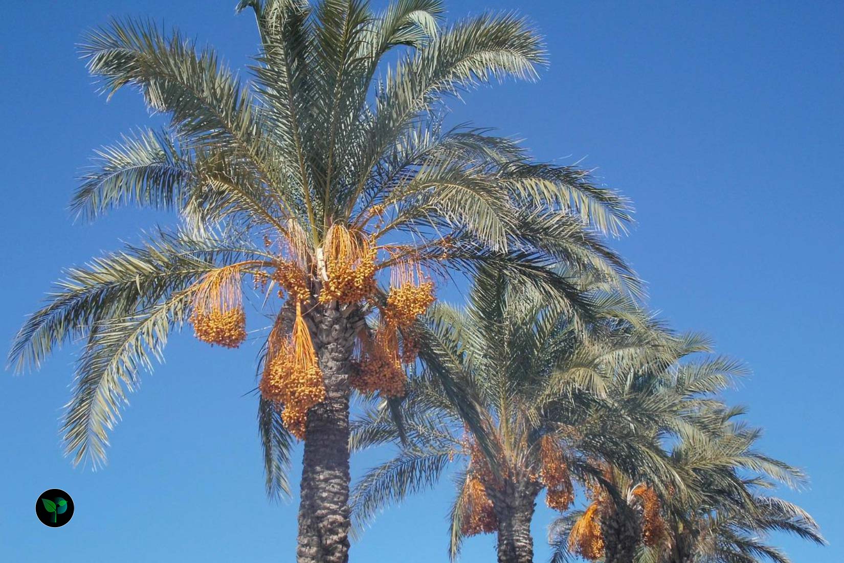 what is the most popular type of palm tree