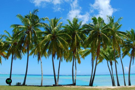 what is the most popular type of palm tree