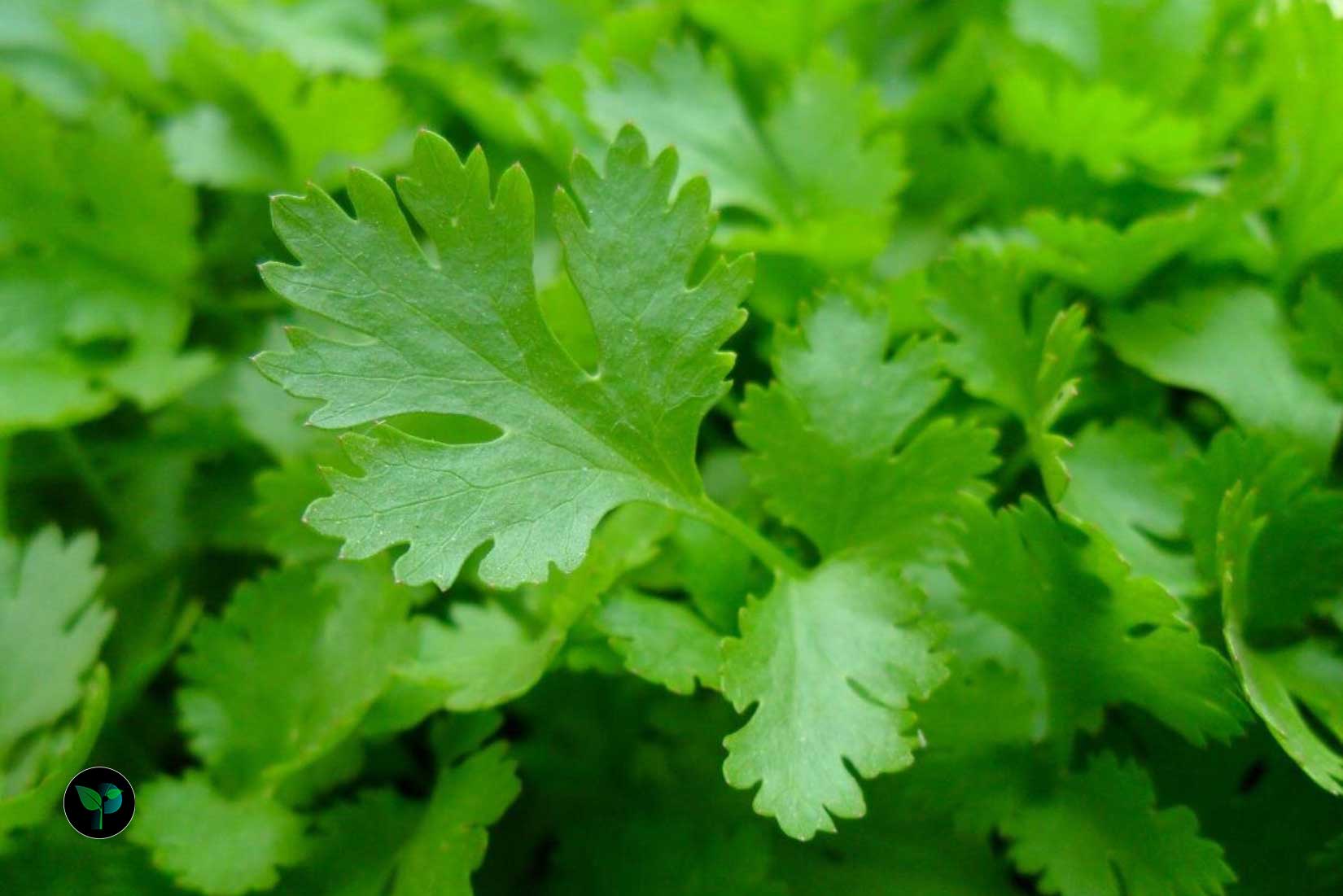 Which country produces the most parsley