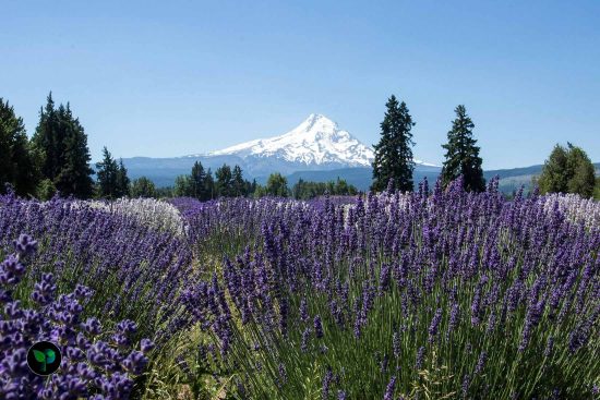 which country uses lavender the most 1