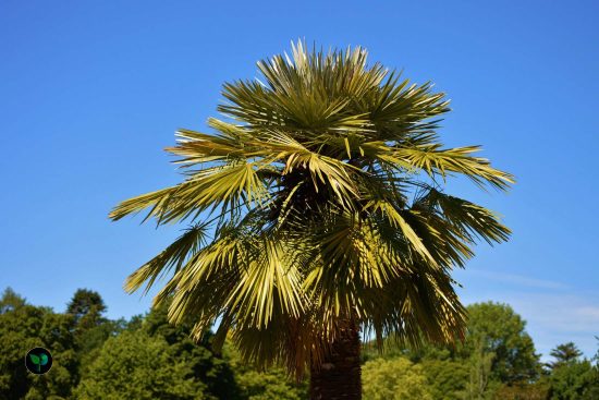 which palm is best for outdoor