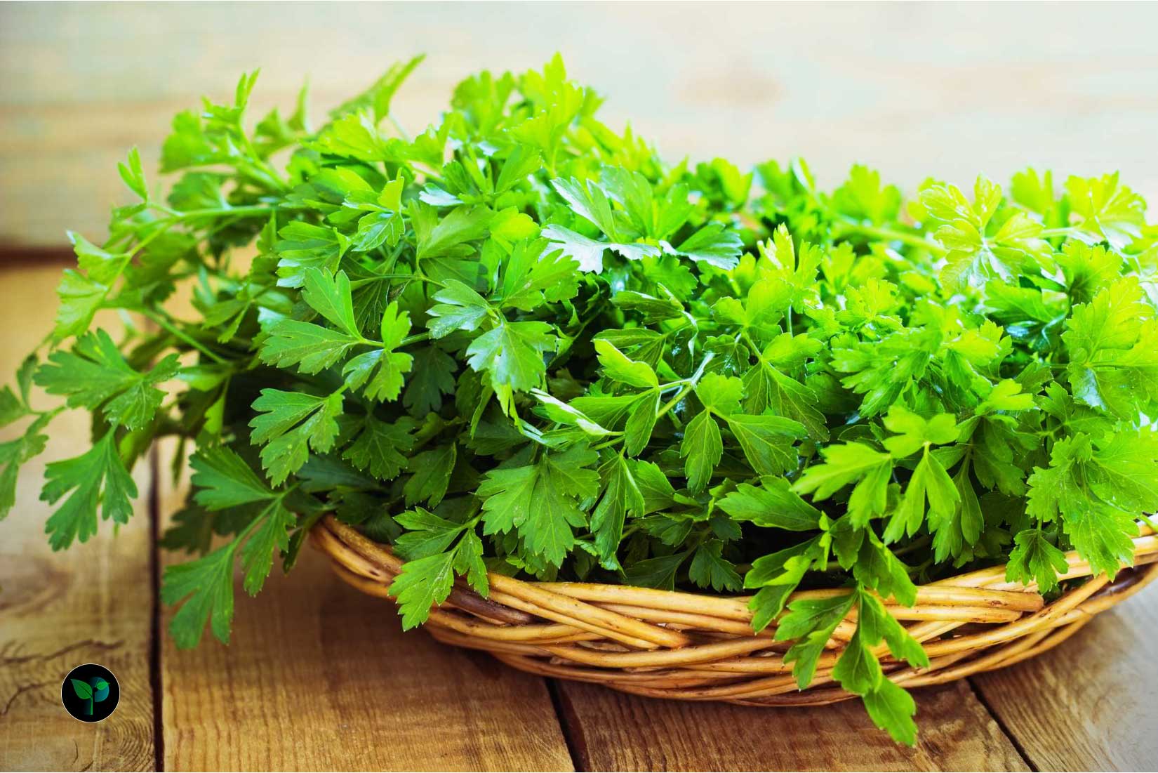 which parsley is best