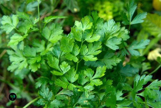 which parsley is best