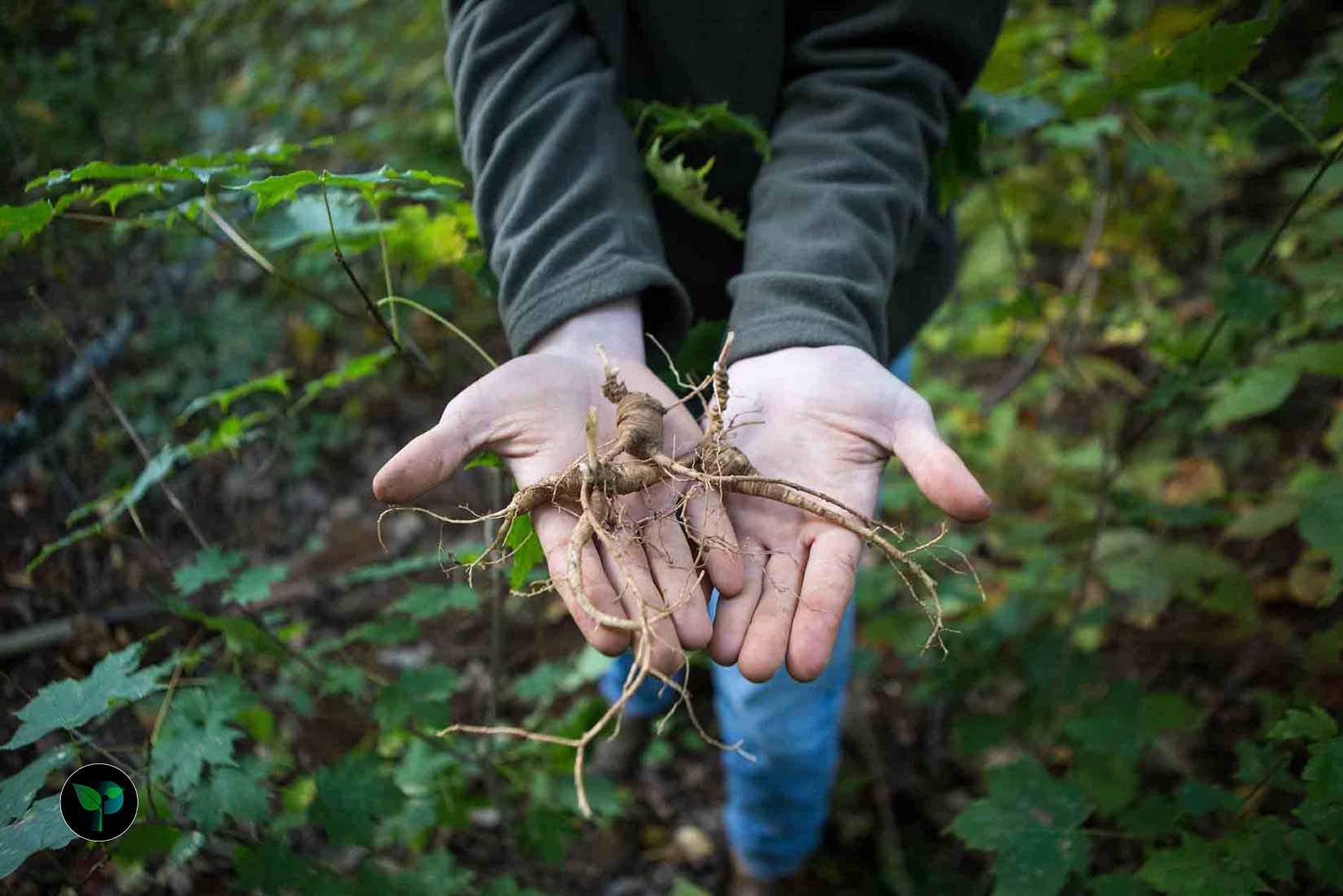 Why do men drink ginseng