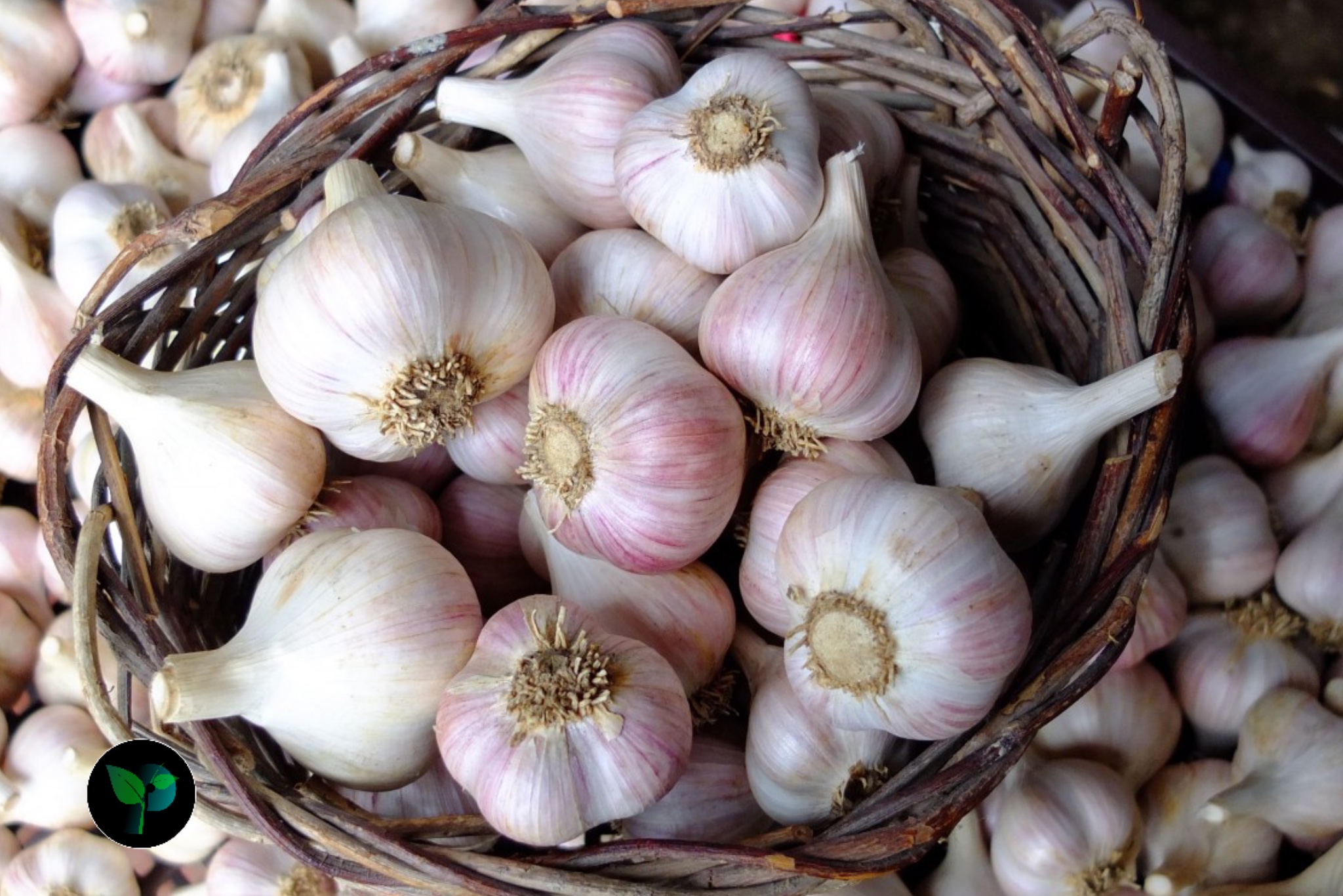 benefits of eating garlic at night