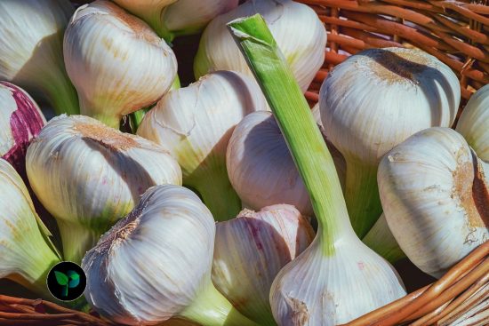 benefits of eating garlic at night