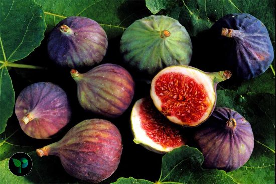 benefits of fig soaked in water overnight