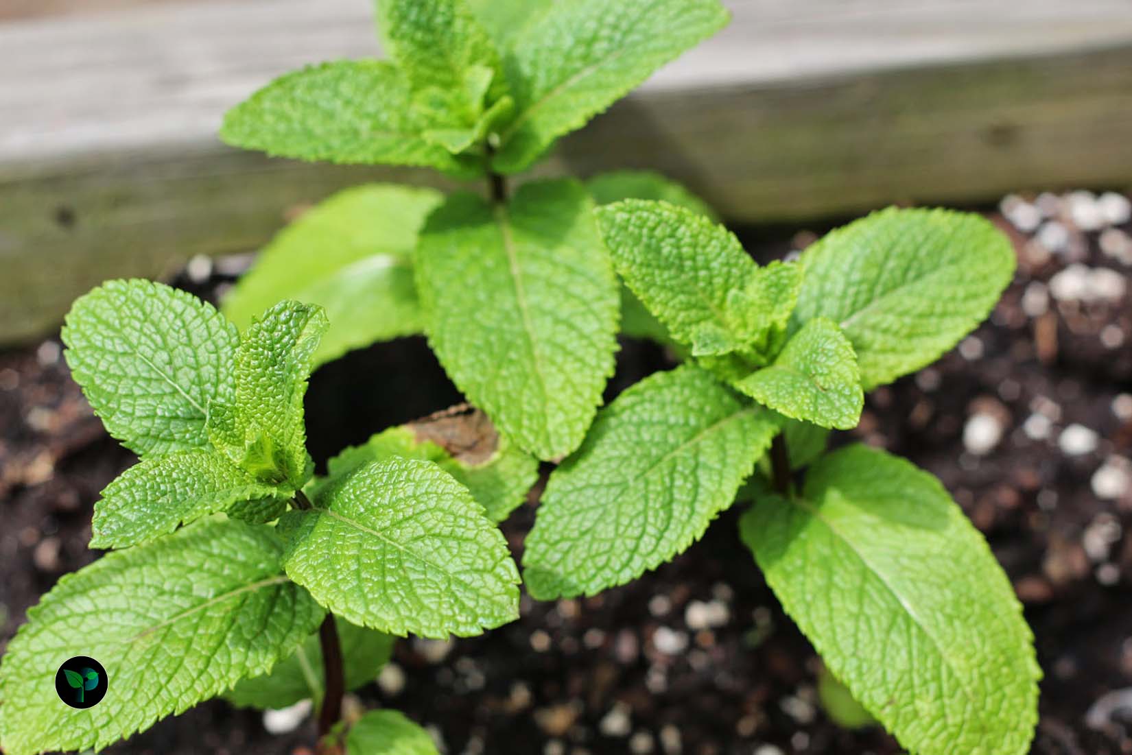 does mint grow better in sun or shade