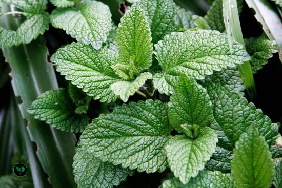 does mint grow better in sun or shade