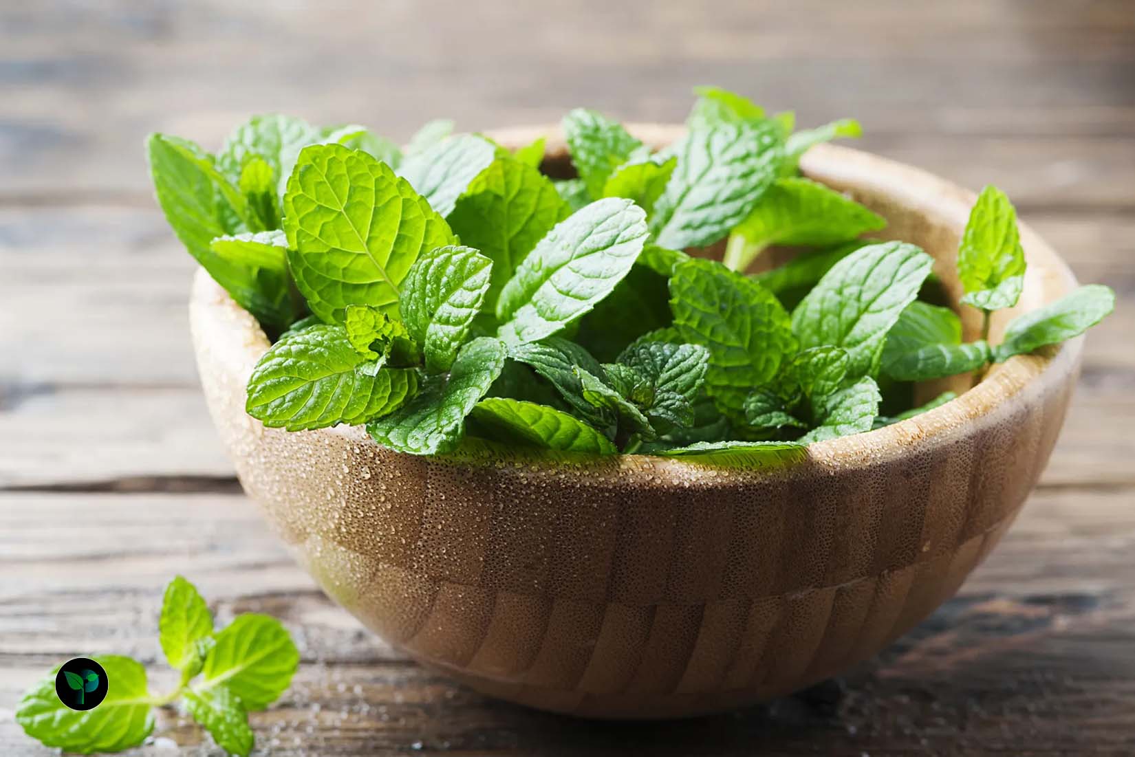 growing mint in pots