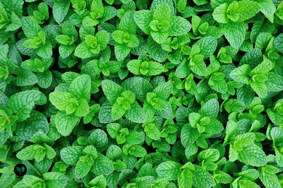 growing mint in pots