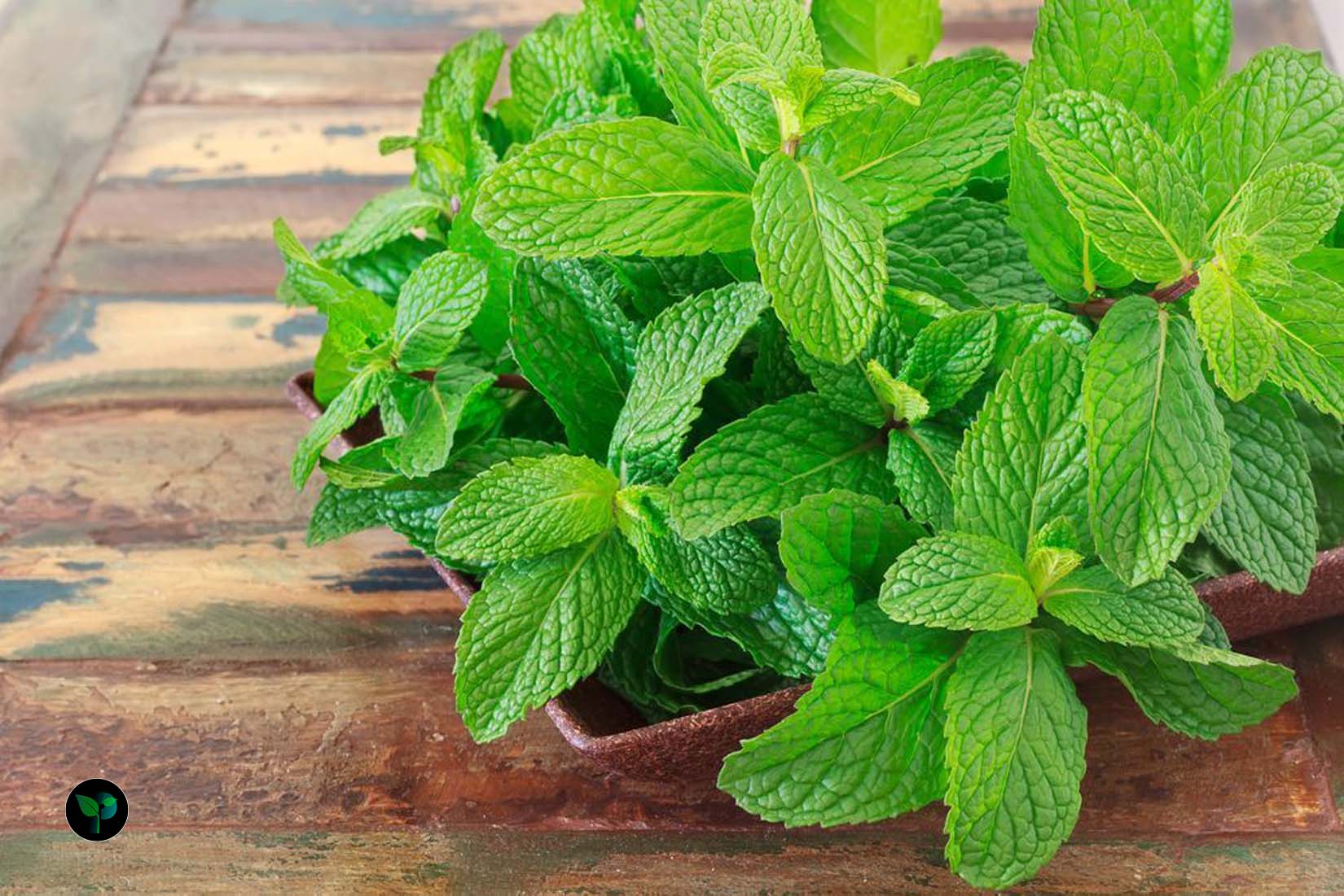 how to grow mint indoor