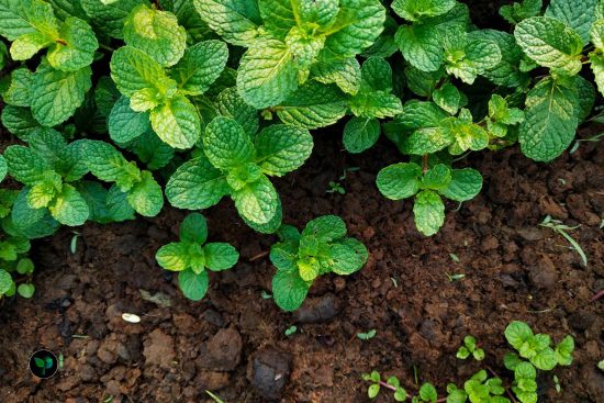 how to grow mint indoor