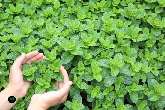 is mint easy to grow