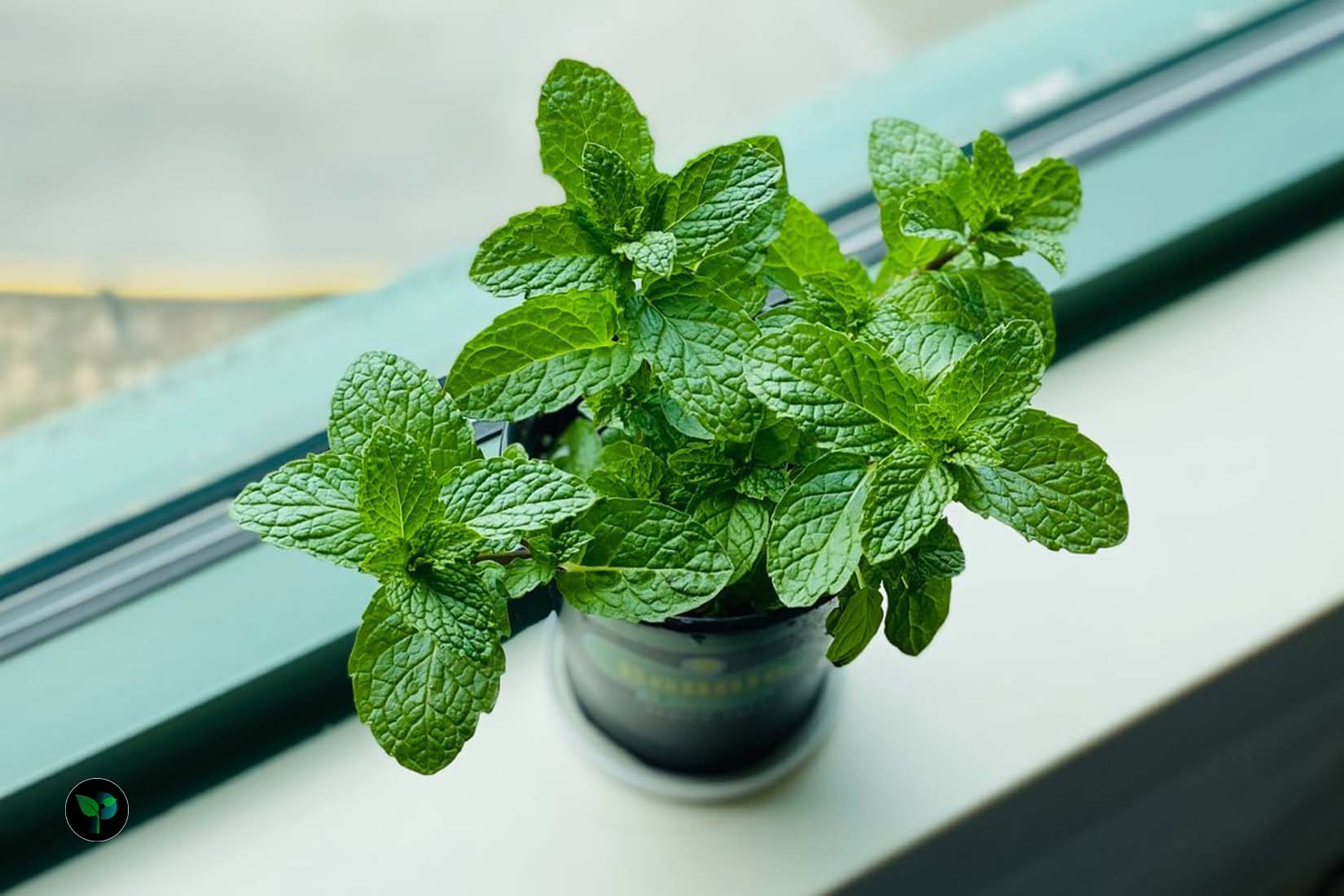 is mint easy to grow