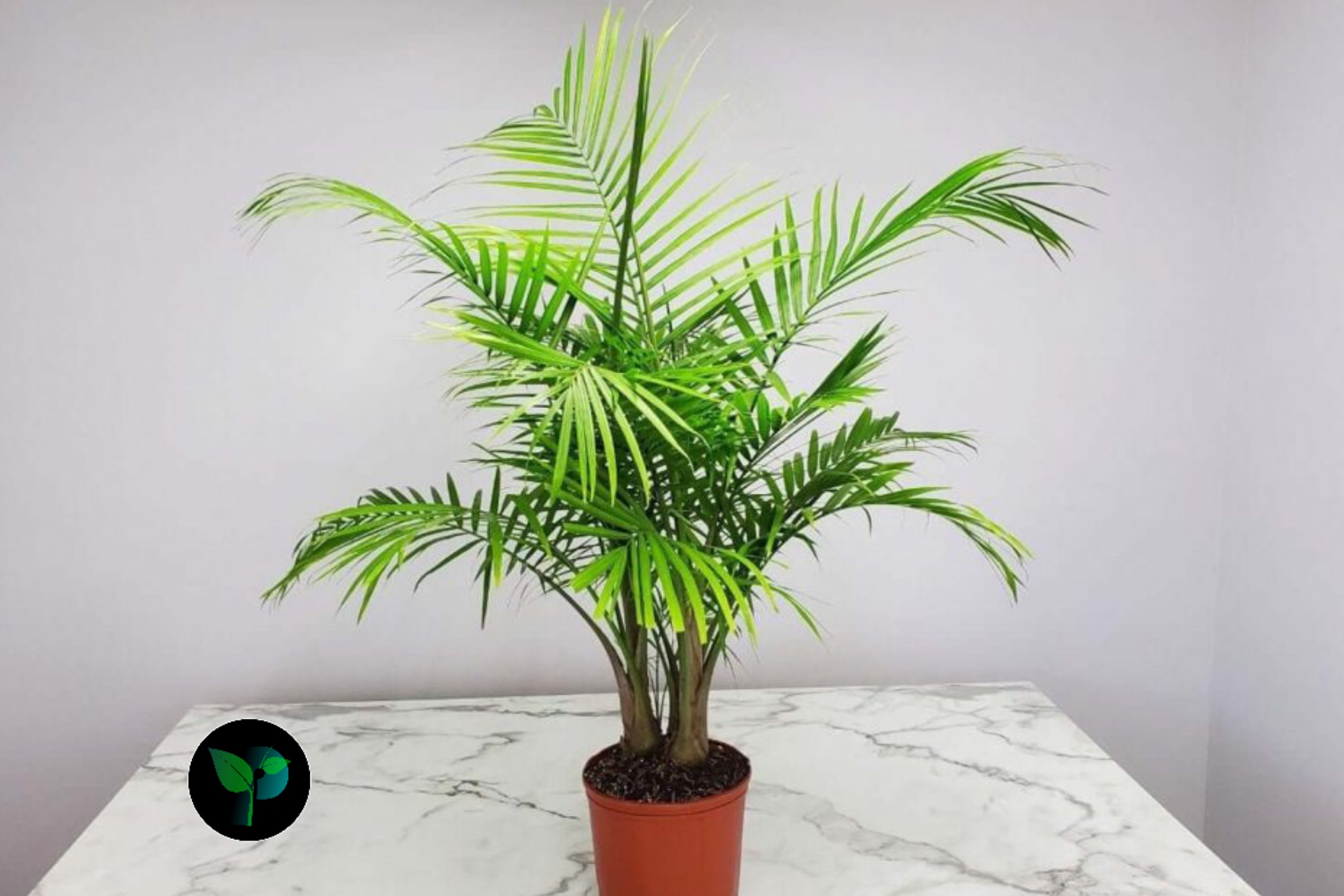 what are palm plants good for