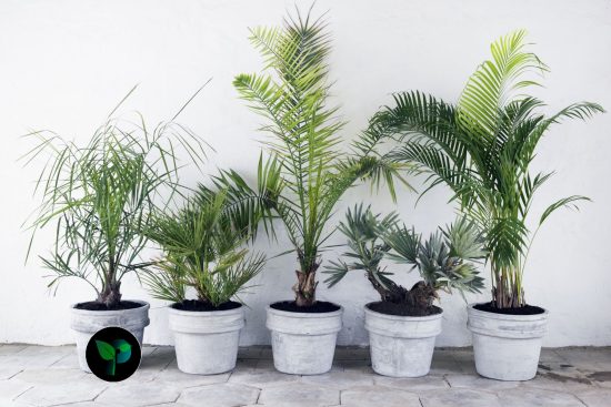 what are palm plants good for